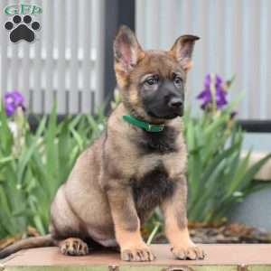 Korry, German Shepherd Puppy